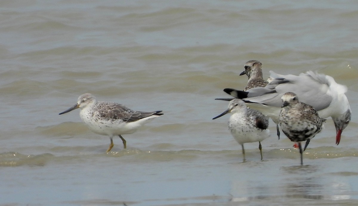 Nordmann's Greenshank - ML618011219