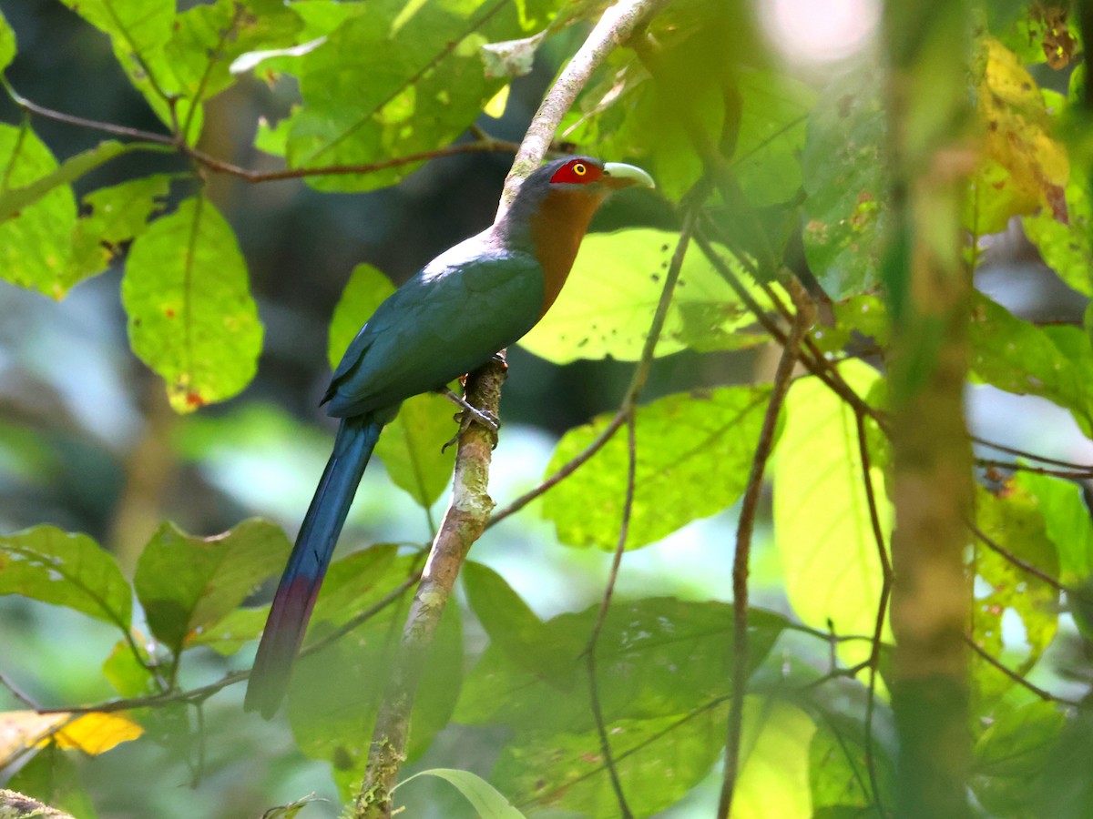 Chestnut-breasted Malkoha - John Sandve