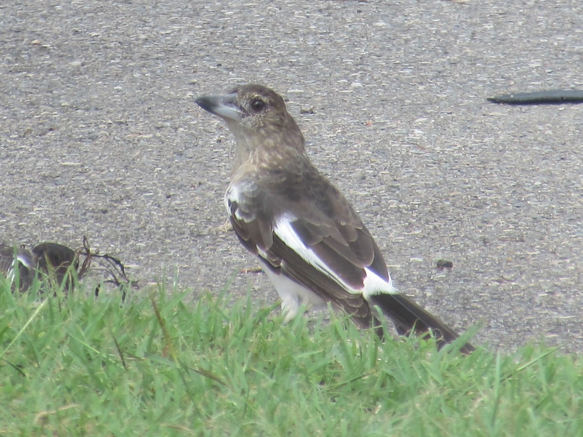 Pied Butcherbird - Anonymous