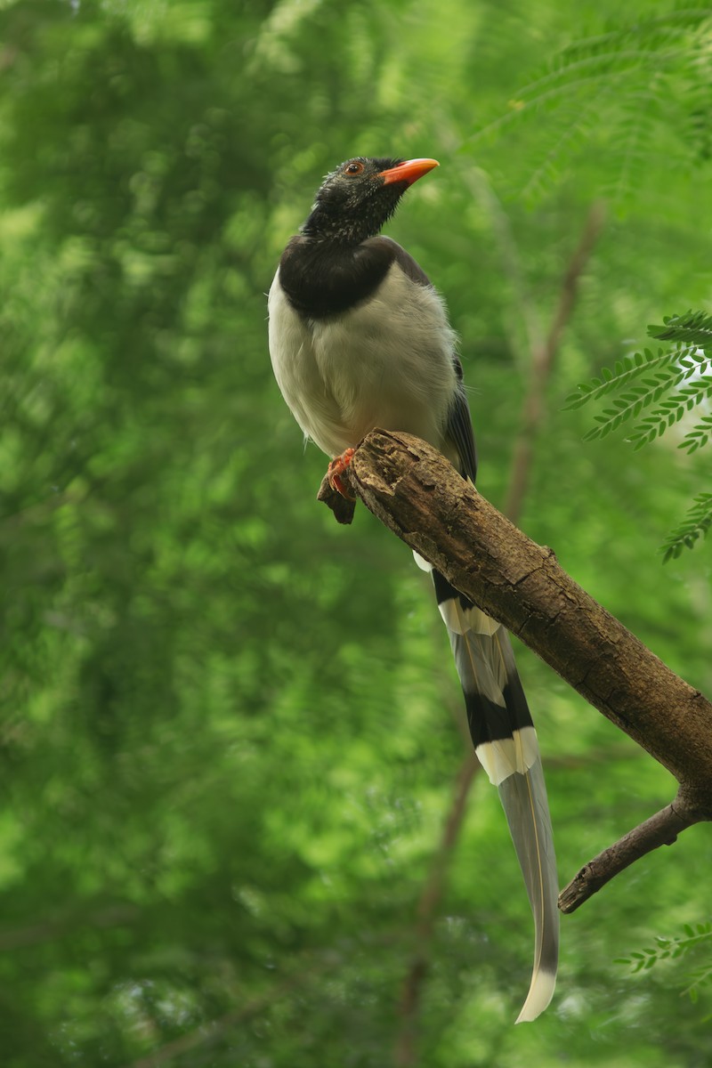 Red-billed Blue-Magpie - ML618011275