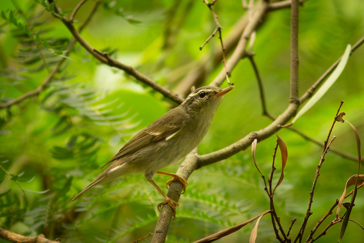 Arctic Warbler - Morten Lisse