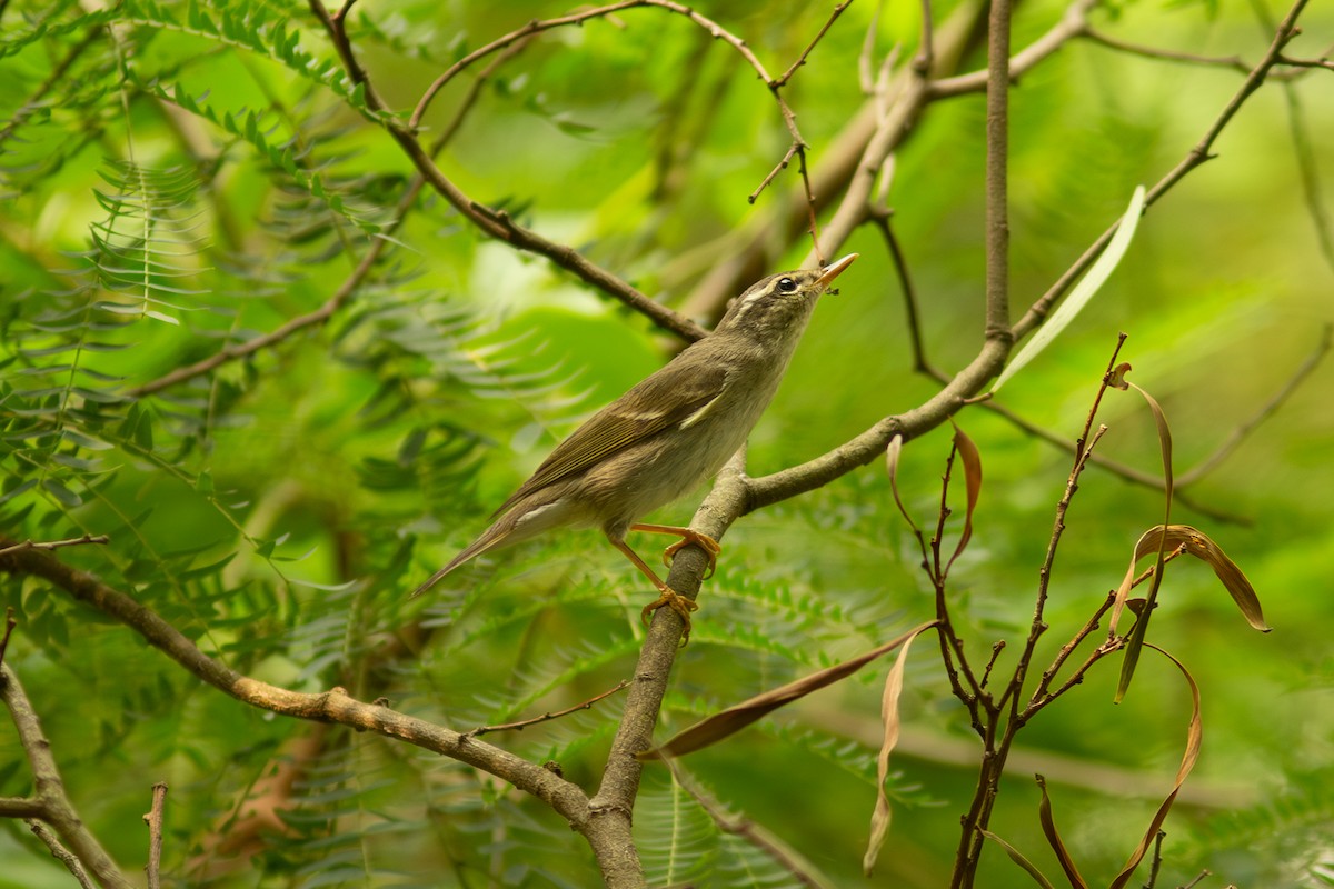 Arctic Warbler - ML618011278