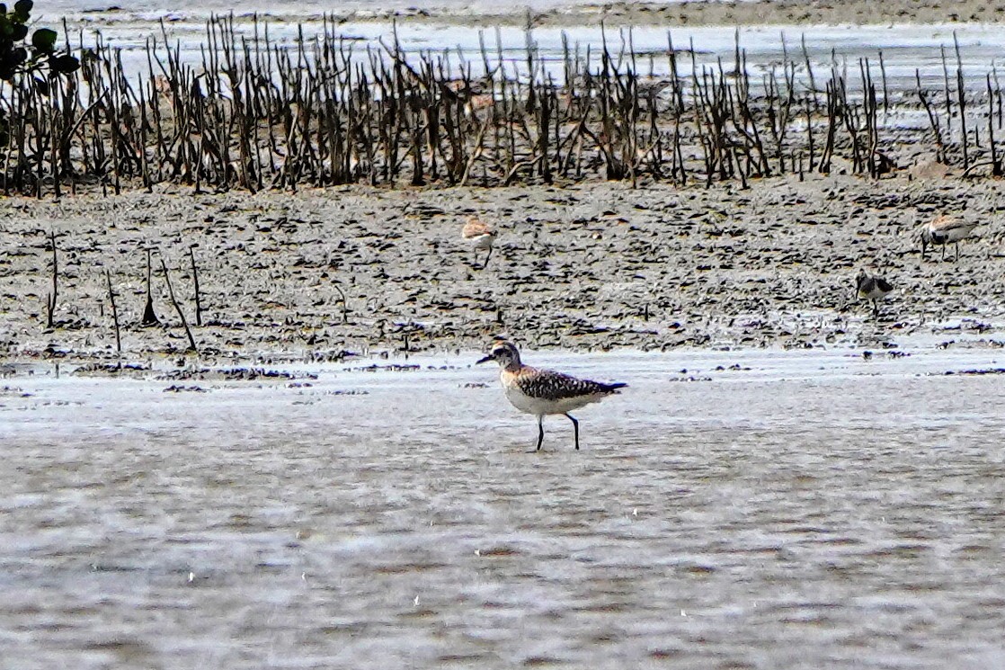 Black-bellied Plover - Haofeng Shih