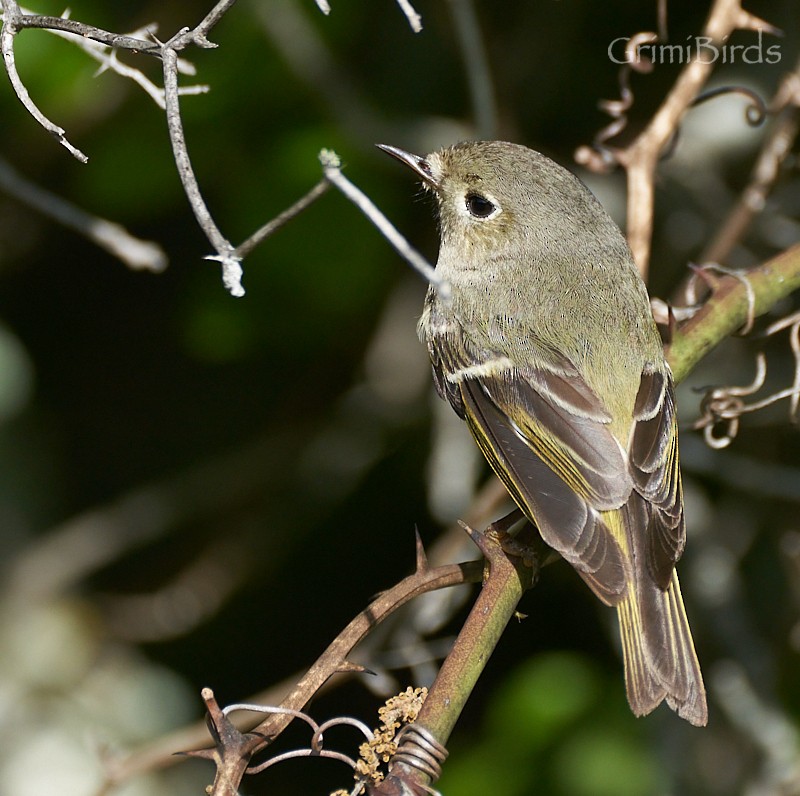 Ruby-crowned Kinglet - Ramon Grimalt