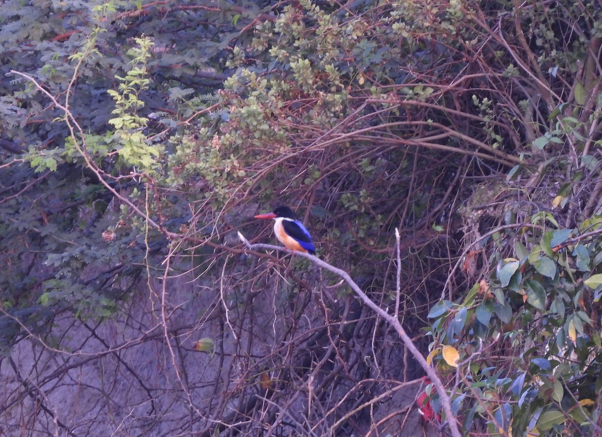 Black-capped Kingfisher - ML618011328