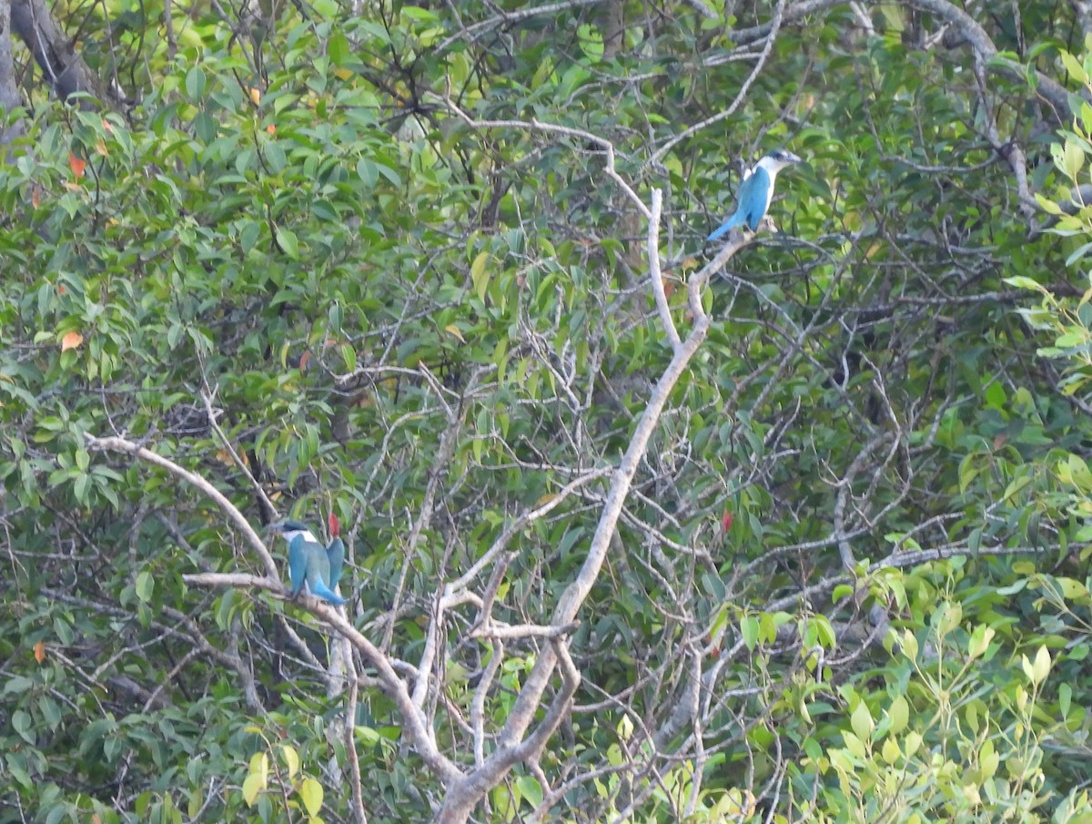 Collared Kingfisher - ML618011338