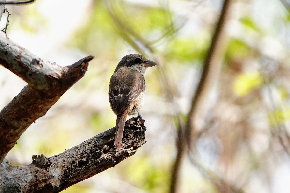 Brown Shrike - ML618011371