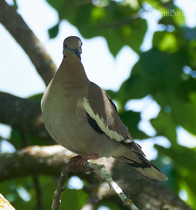 White-winged Dove - ML618011381