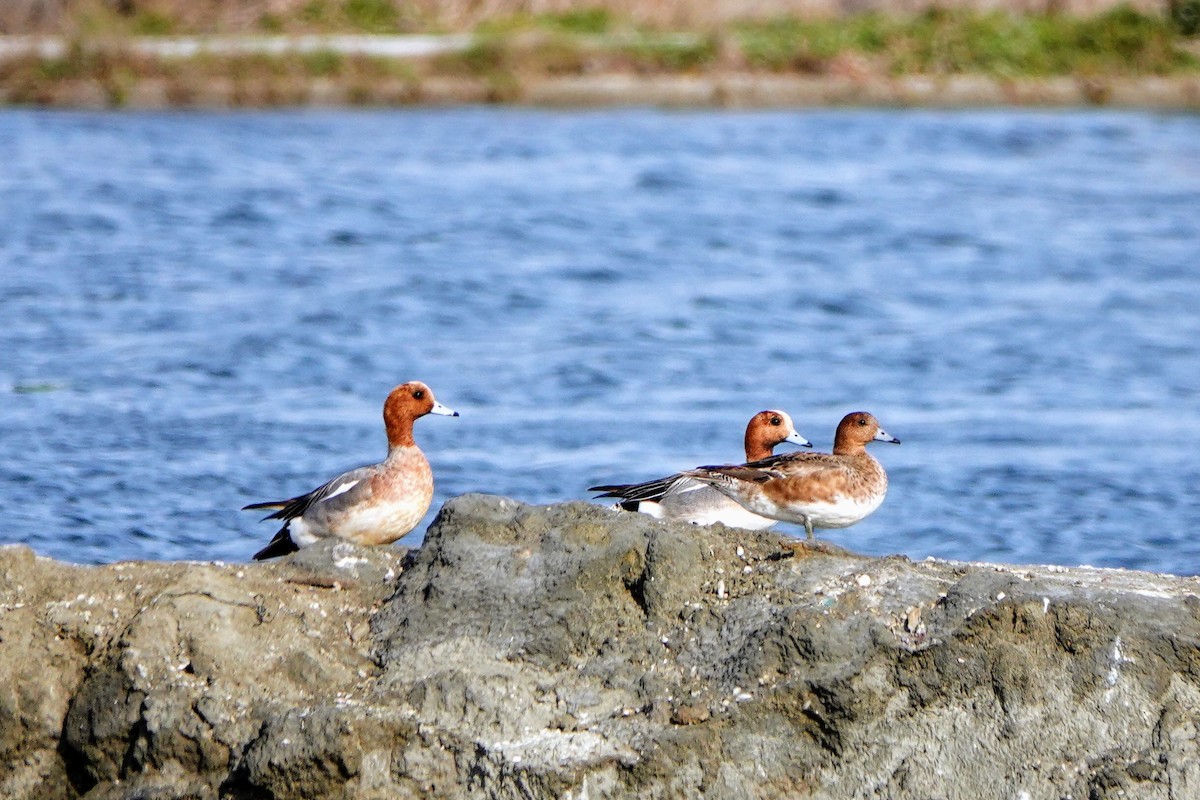 Eurasian Wigeon - ML618011394