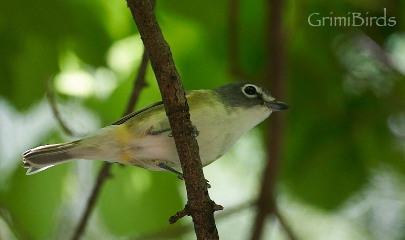 Blue-headed Vireo - ML618011397