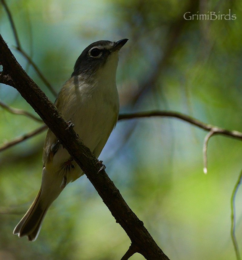 Blue-headed Vireo - ML618011398