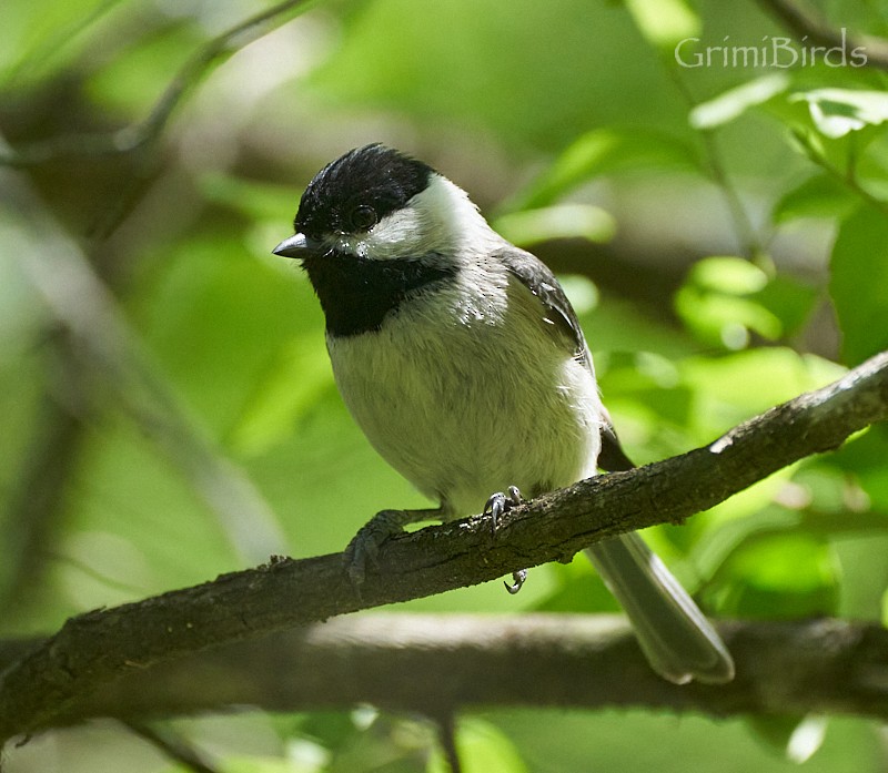 Carolina Chickadee - ML618011411