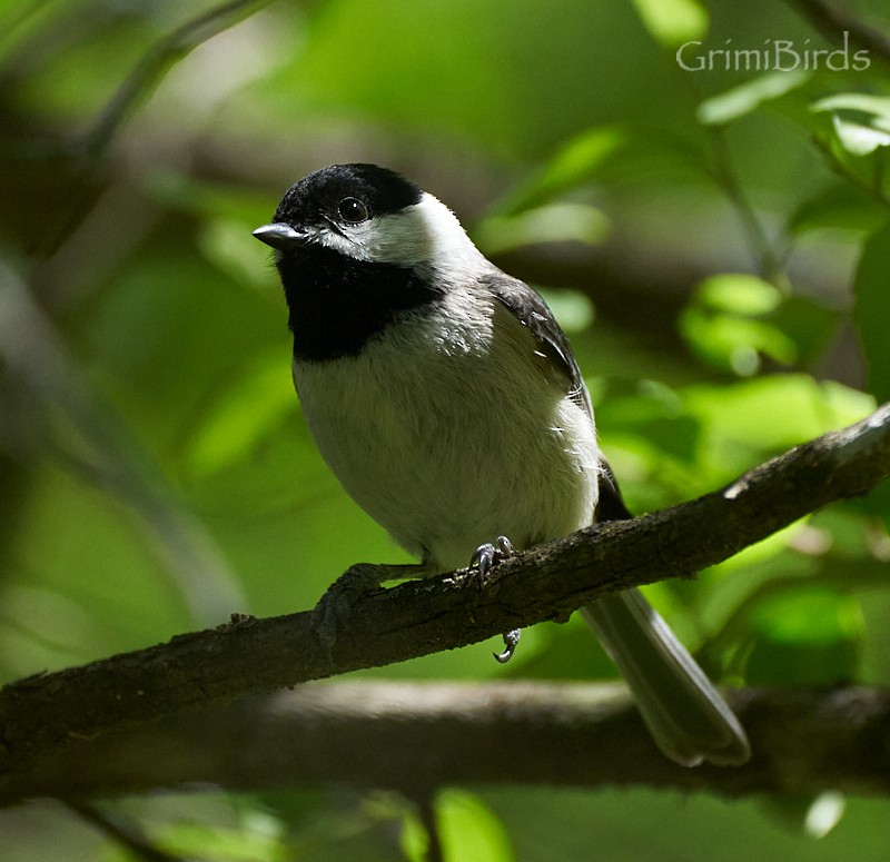 Carolina Chickadee - ML618011412