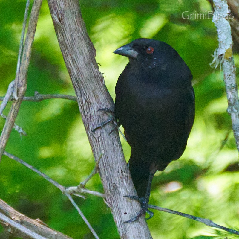 Bronzed Cowbird - ML618011422