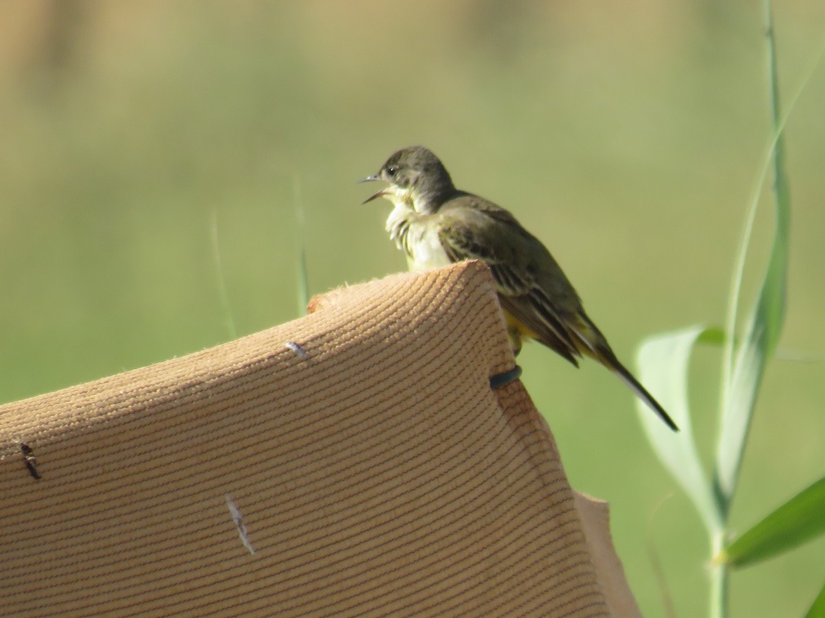 Western Yellow Wagtail (feldegg) - ML618011429