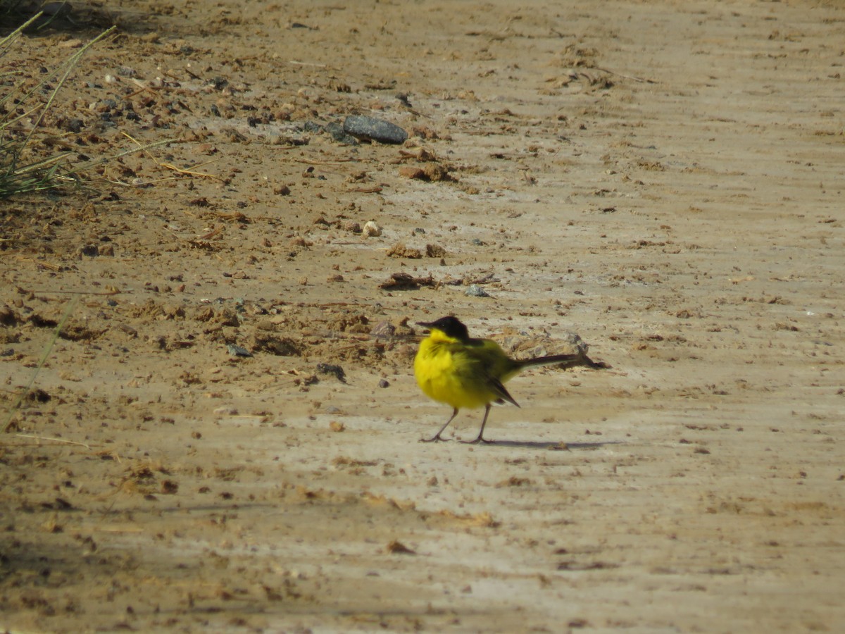 Western Yellow Wagtail (feldegg) - ML618011430