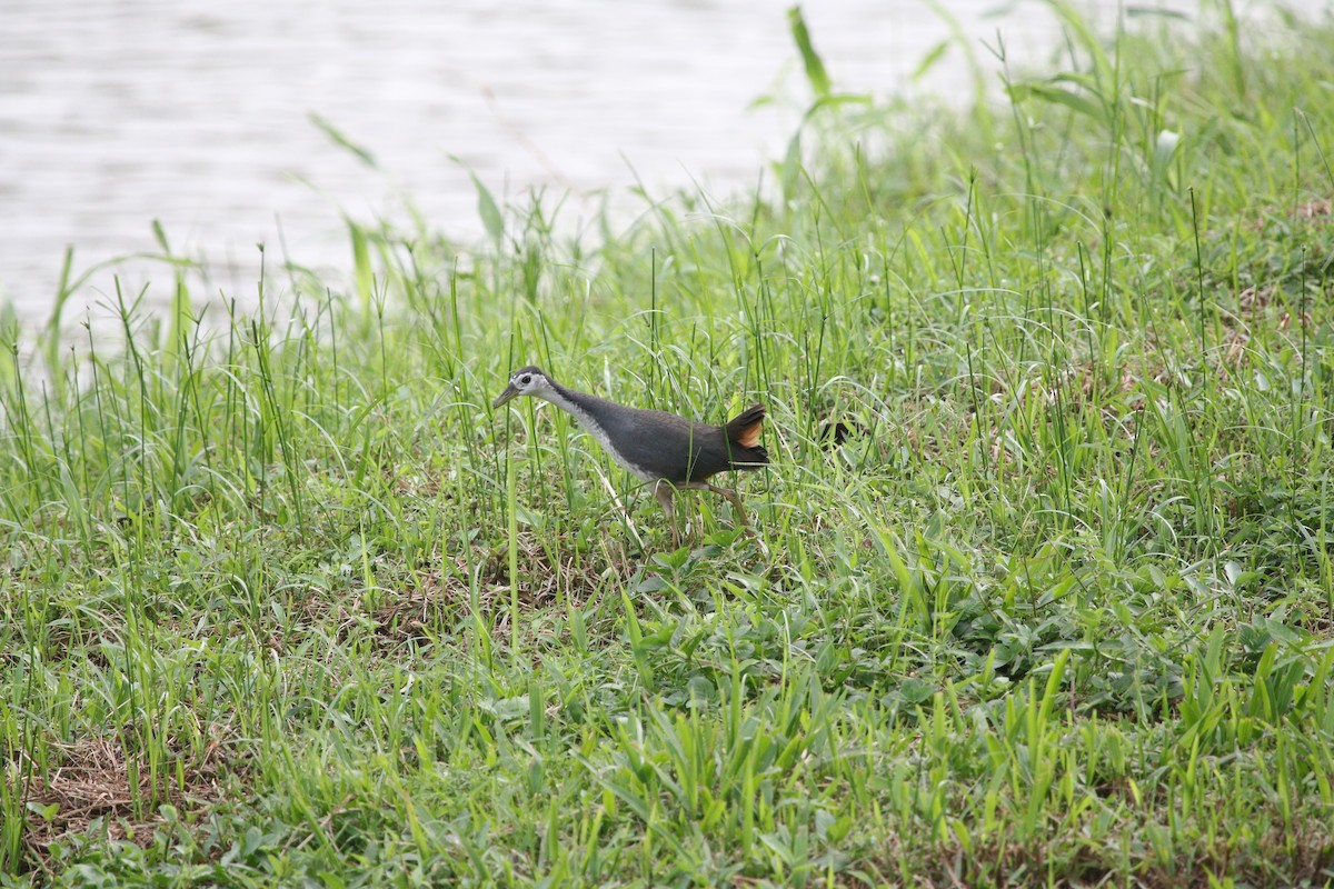 White-breasted Waterhen - Shashaank and Aakansha (smob)