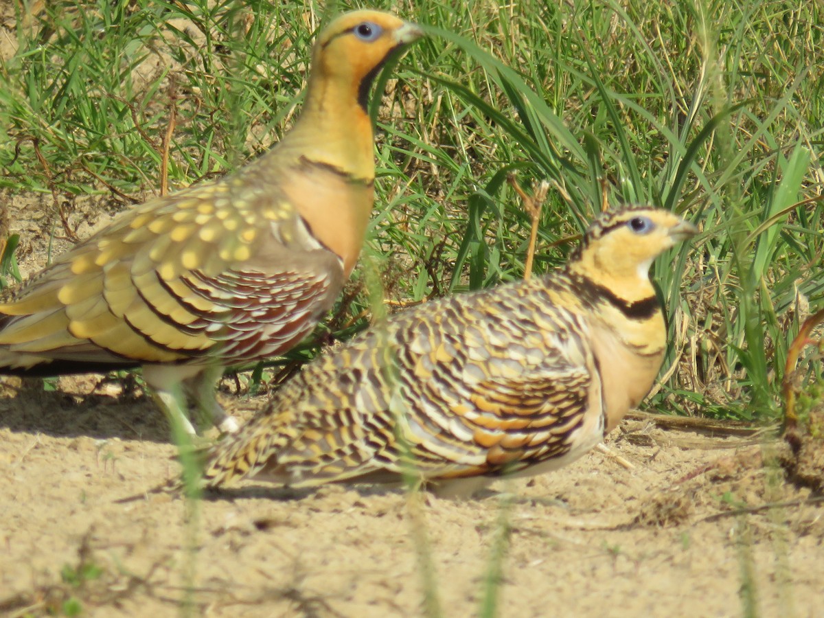 Pin-tailed Sandgrouse - ML618011451