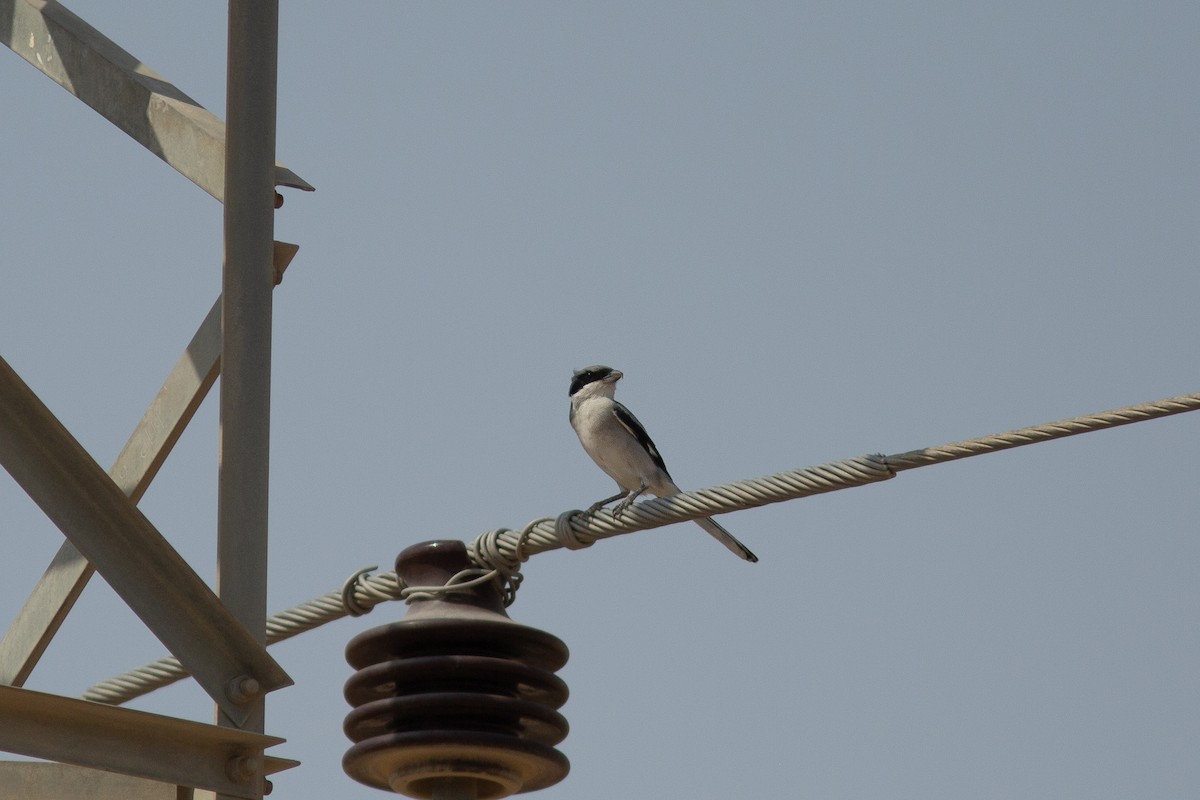 Great Gray Shrike (Arabian) - Morten Lisse