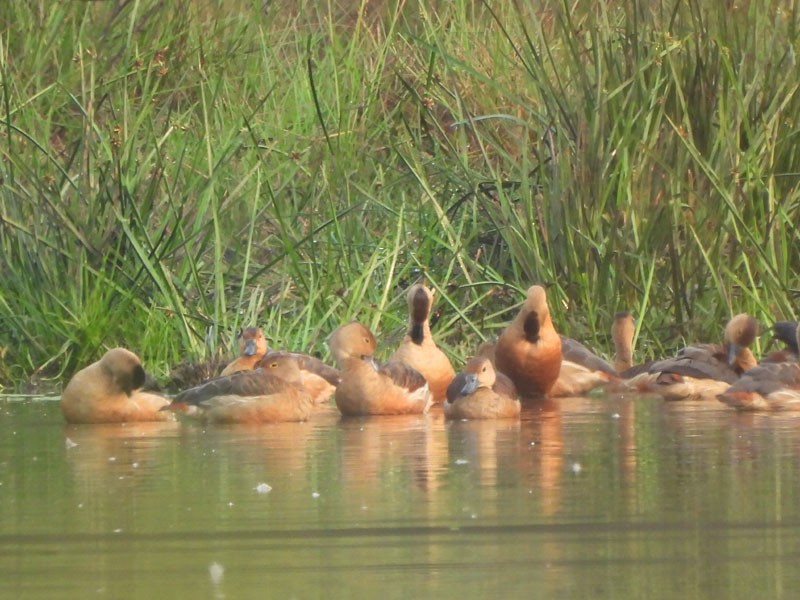 Lesser Whistling-Duck - Supriya Kulkarni