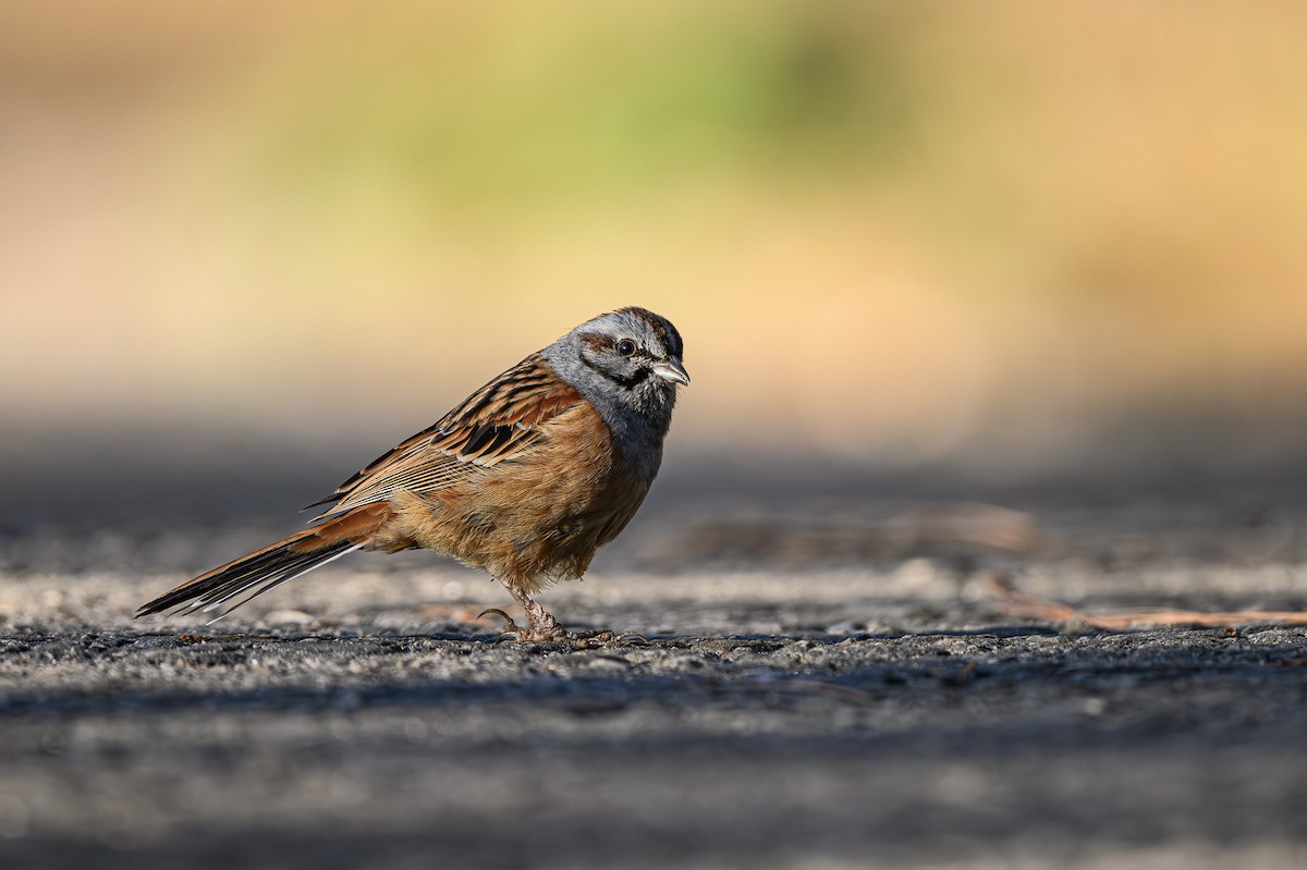 Godlewski's Bunting - Sudhir Paul