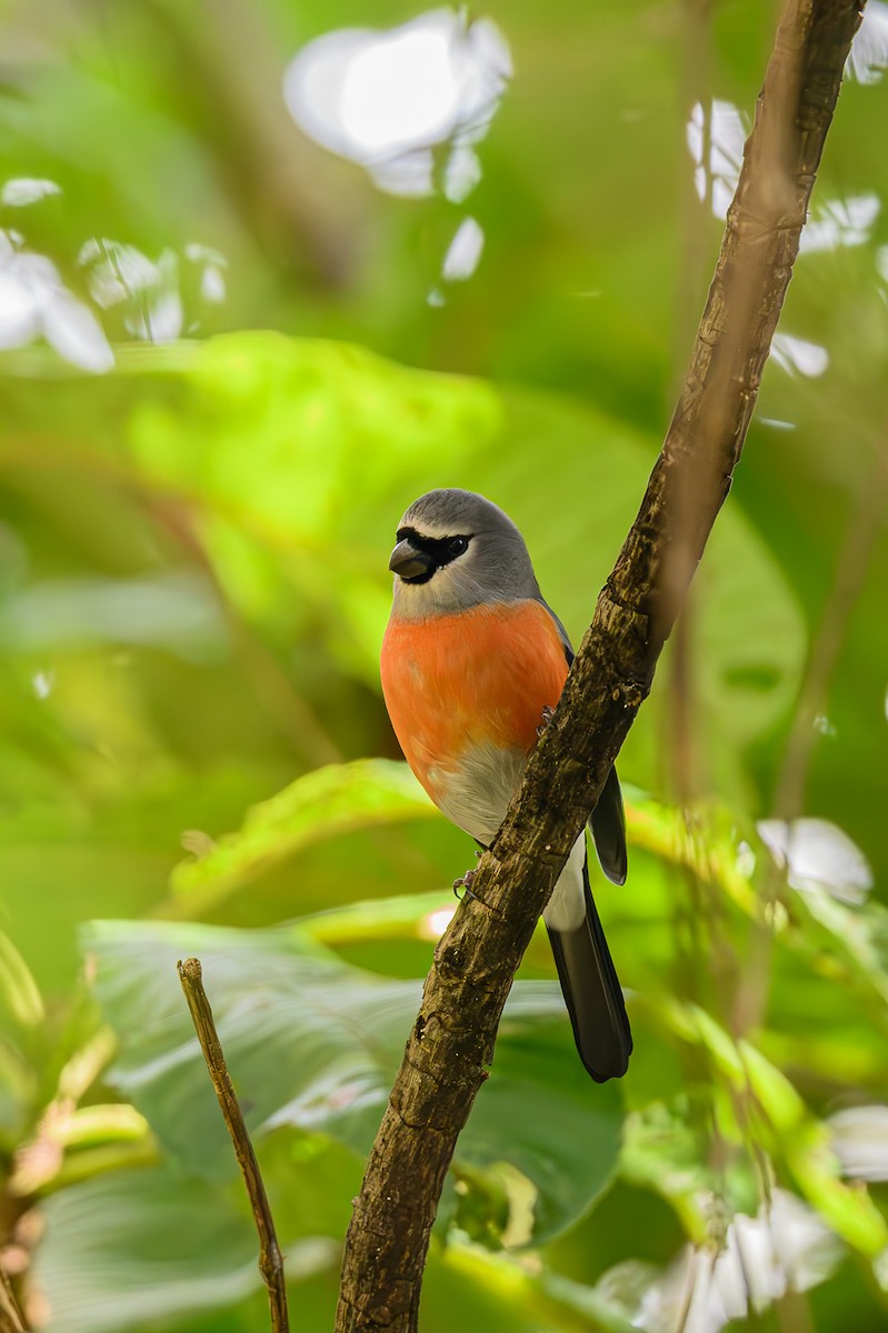 Gray-headed Bullfinch - Sudhir Paul