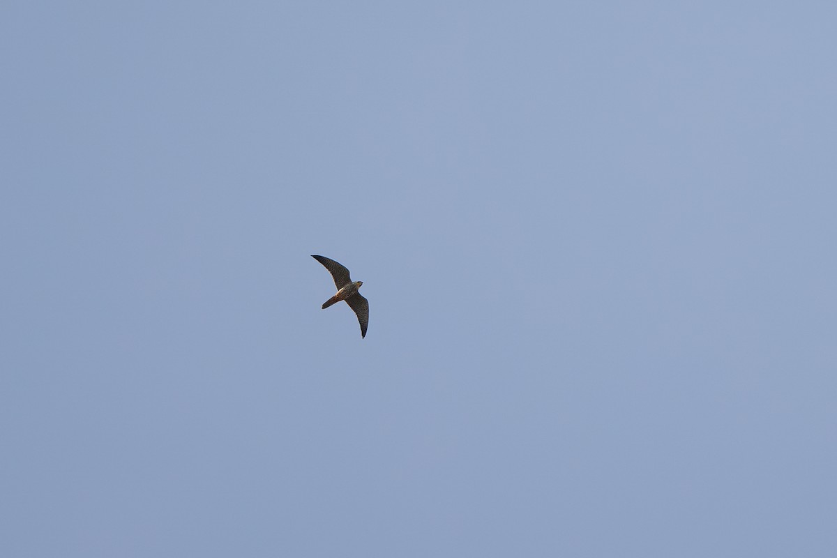 Eurasian Hobby - Giorgi Natsvlishvili