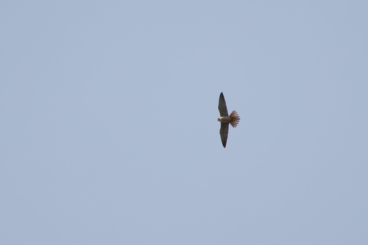 Eurasian Hobby - Giorgi Natsvlishvili