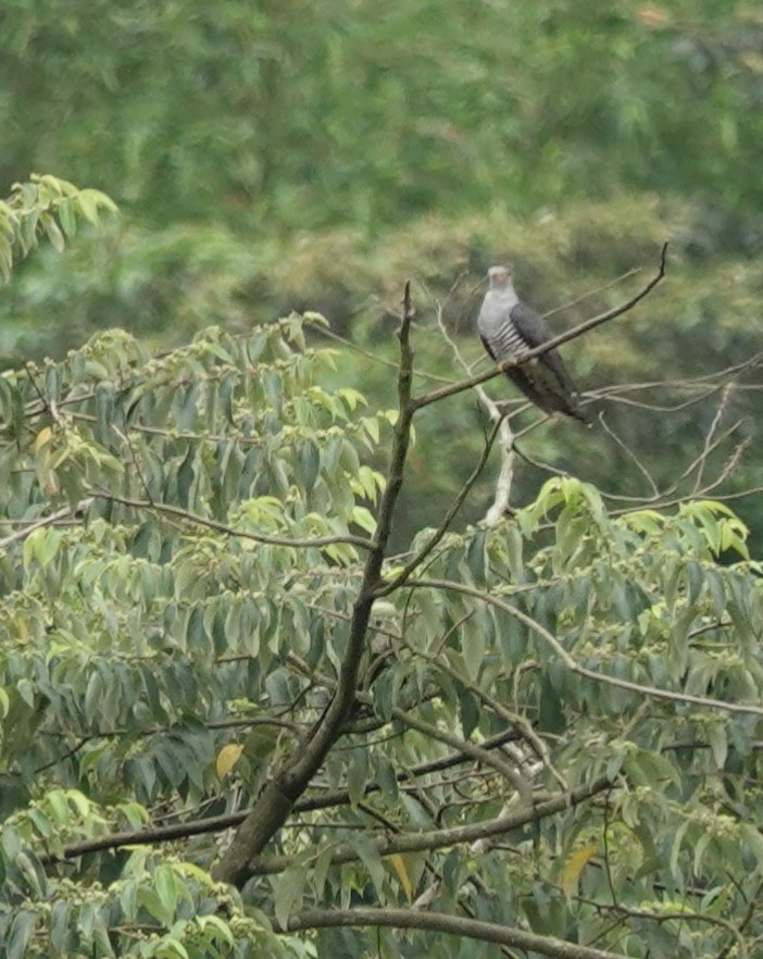 Oriental Cuckoo - ML618011574