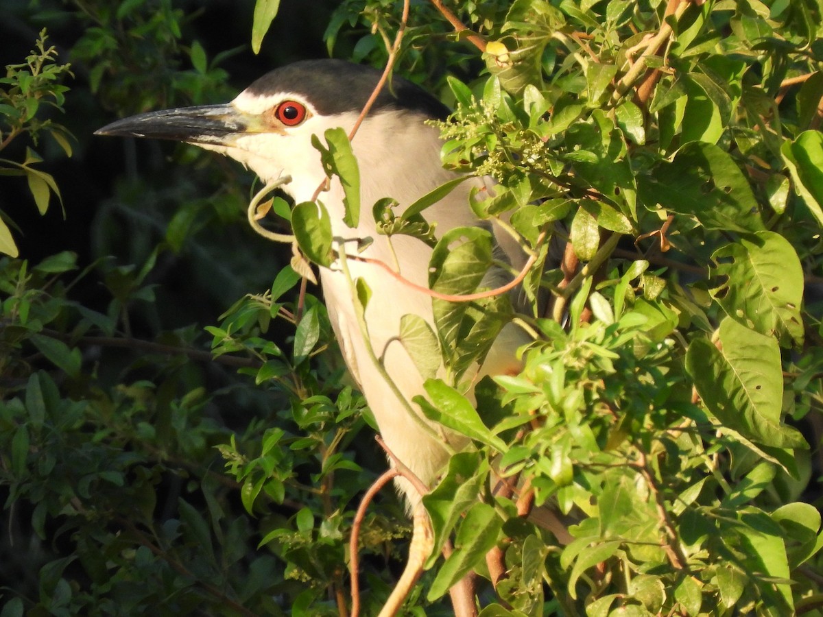 Black-crowned Night Heron - Stephen Taylor