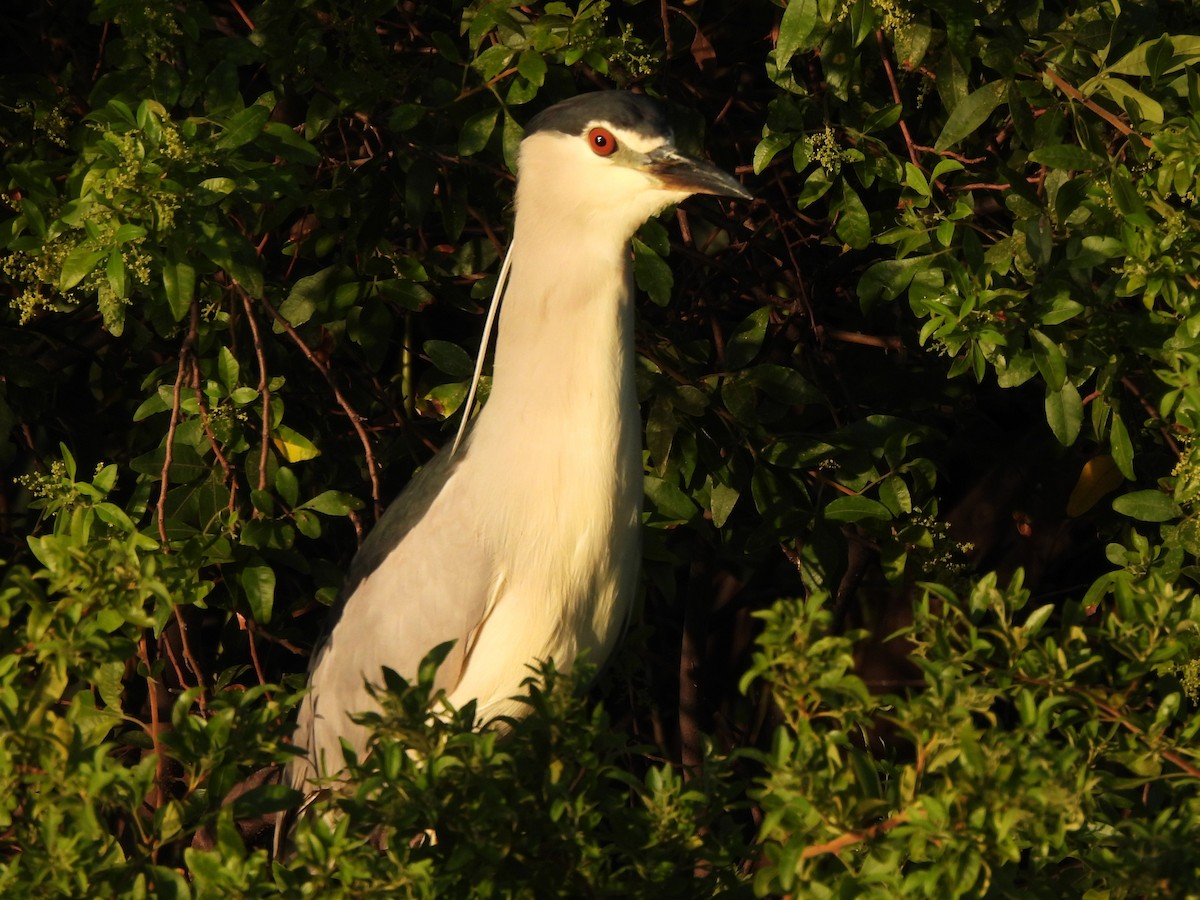 Black-crowned Night Heron - Stephen Taylor