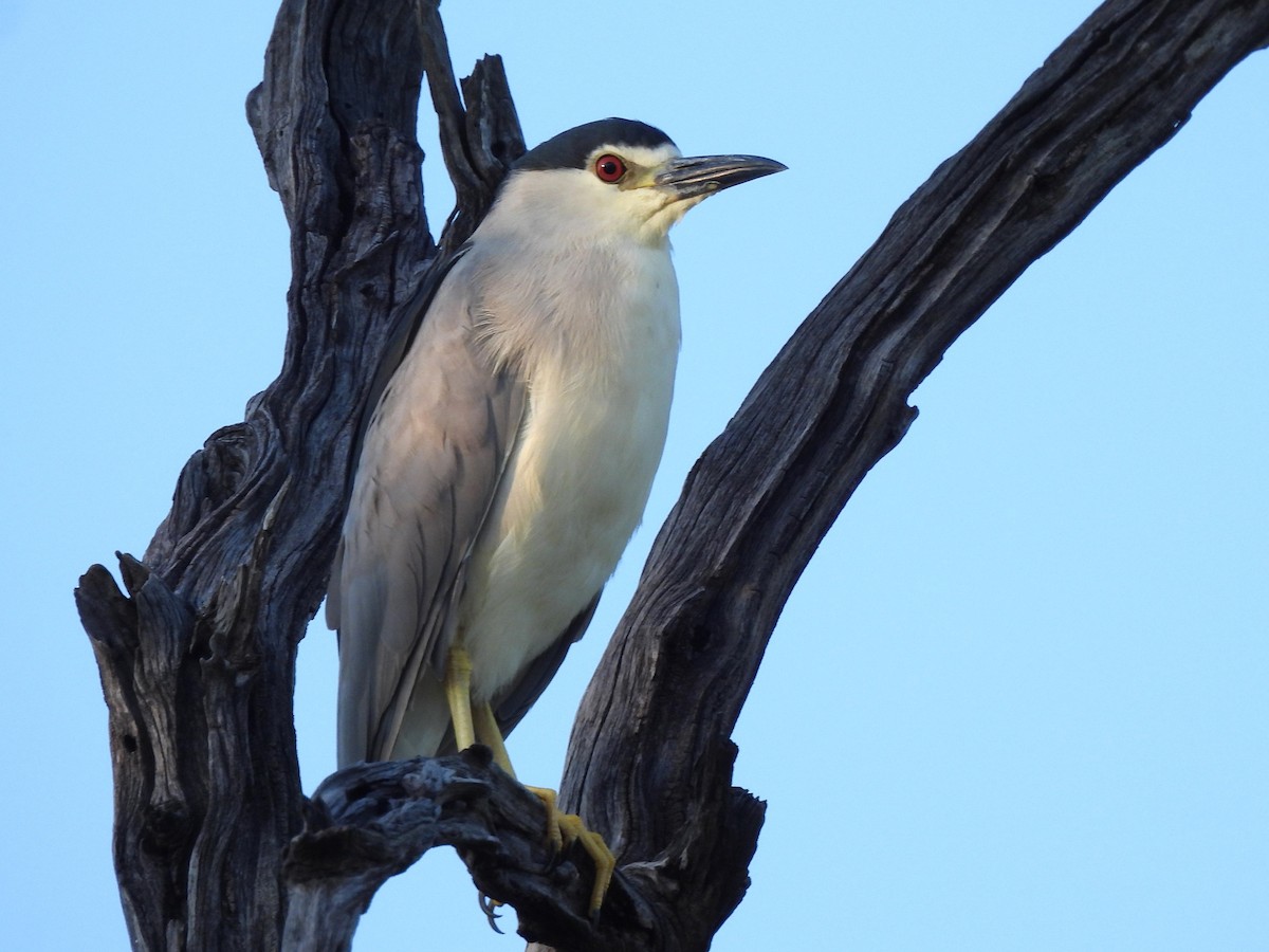 Black-crowned Night Heron - ML618011581