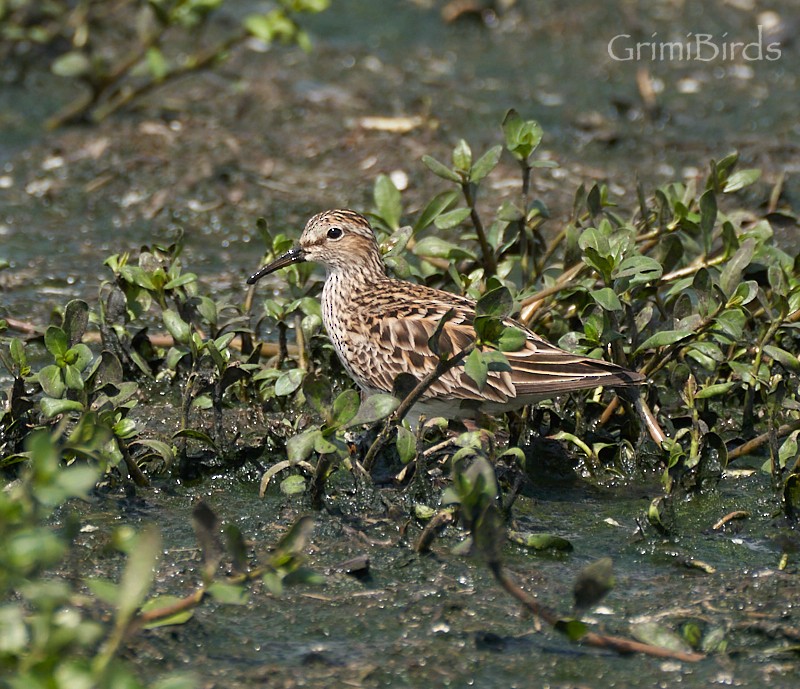 Bécasseau à poitrine cendrée - ML618011595