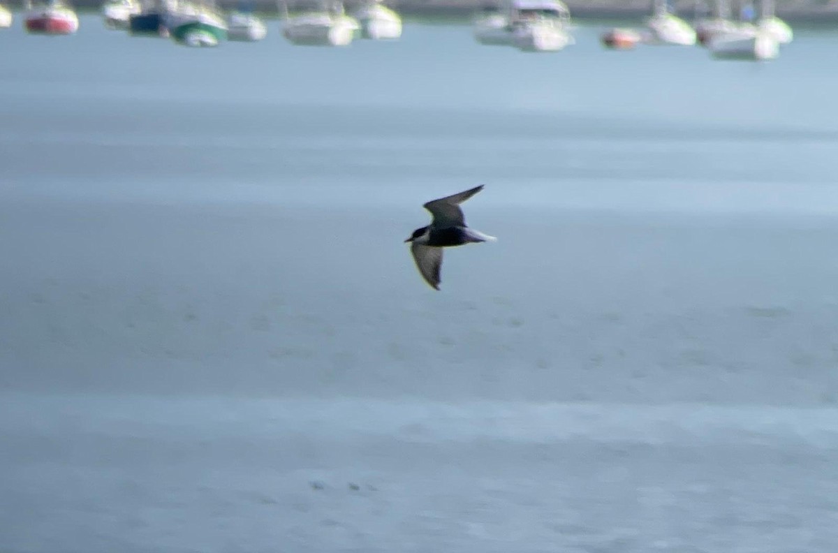 Whiskered Tern - ML618011601