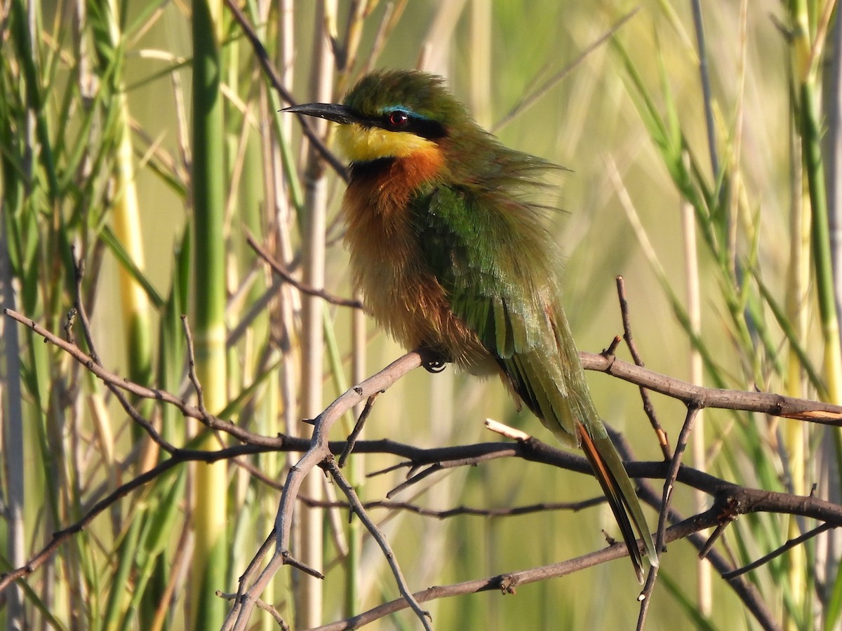 Little Bee-eater - ML618011611