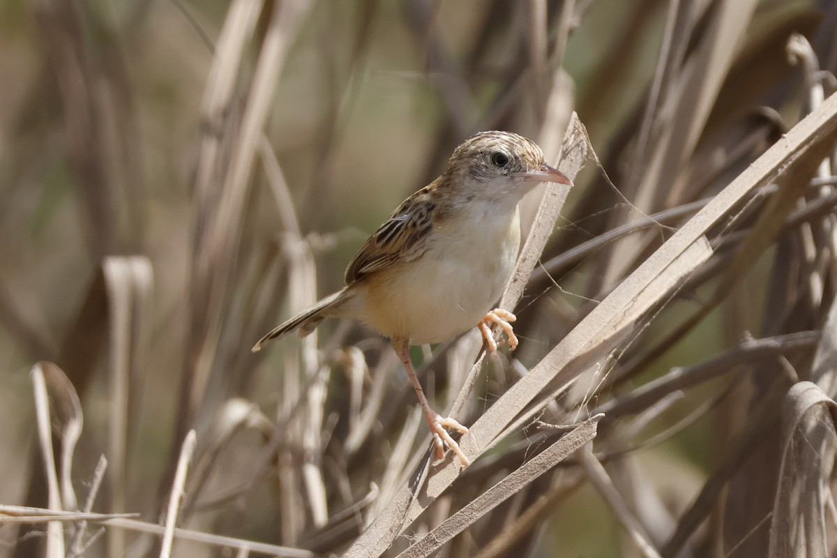 Zitting Cisticola - ML618011650