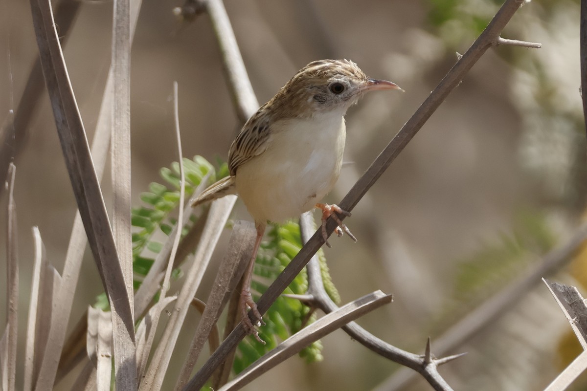 Zitting Cisticola - ML618011651