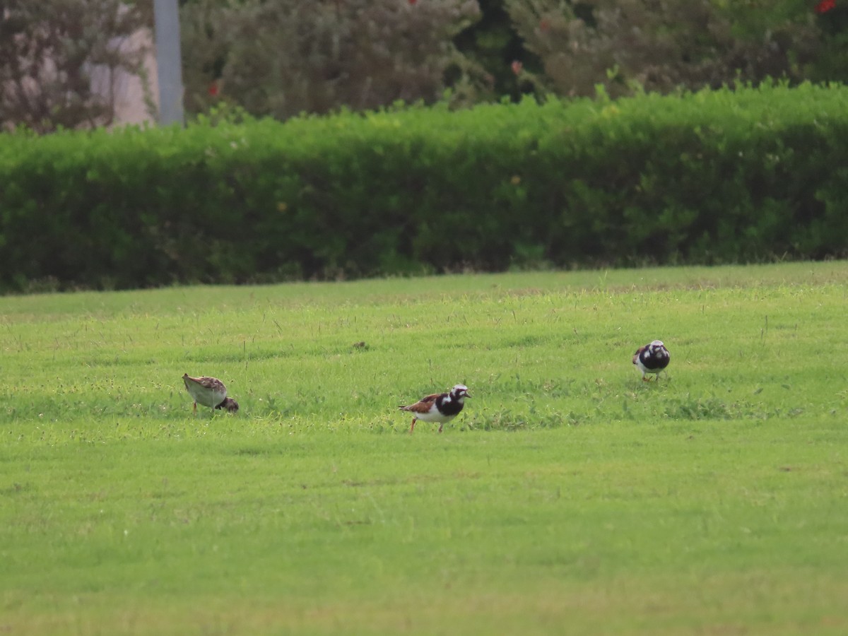 Ruddy Turnstone - ML618011663