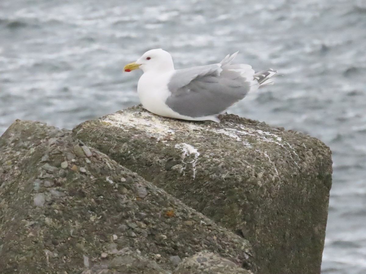 Glaucous-winged Gull - Ben Ward