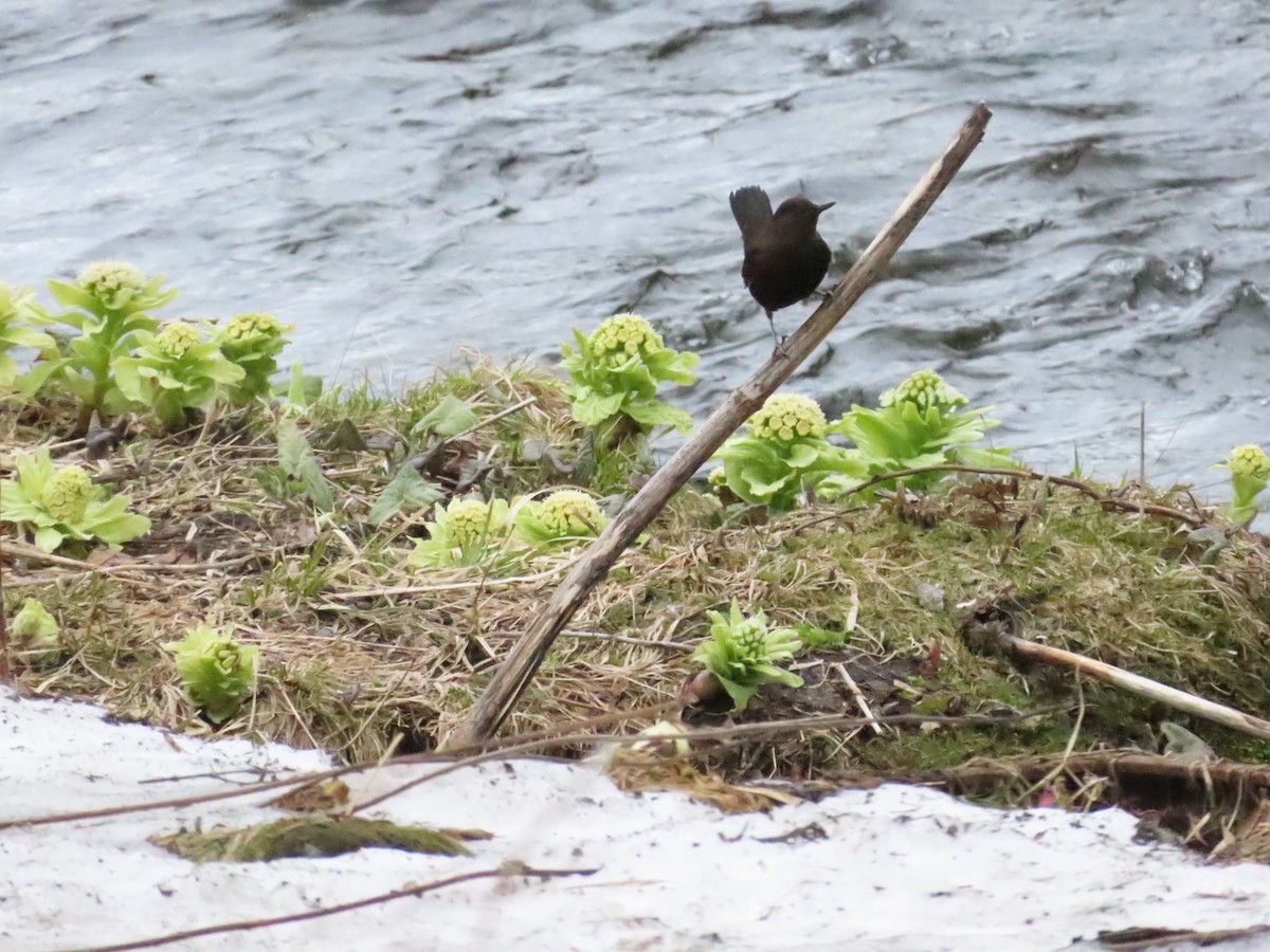 Brown Dipper - ML618011684