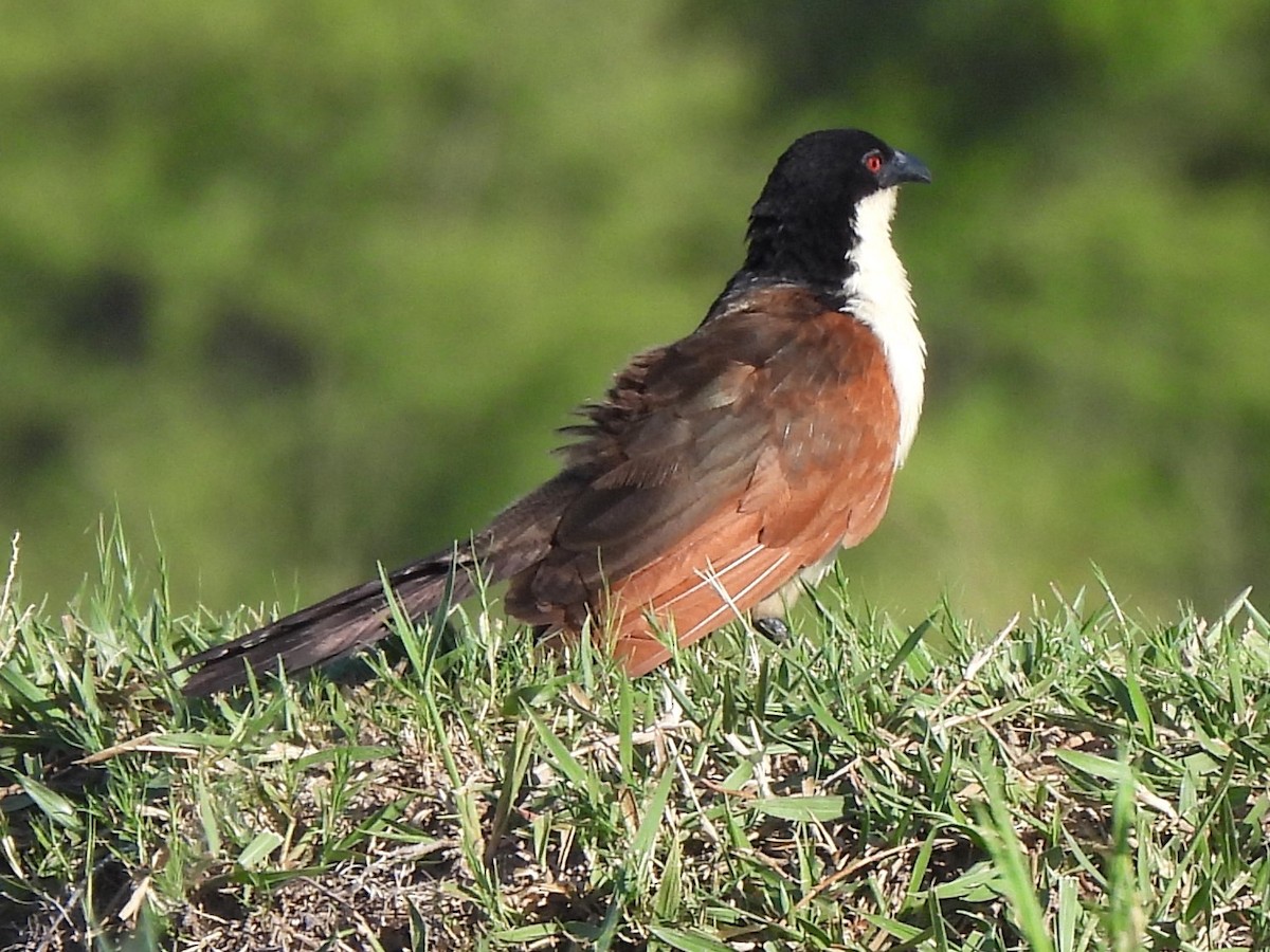 Coppery-tailed Coucal - ML618011702