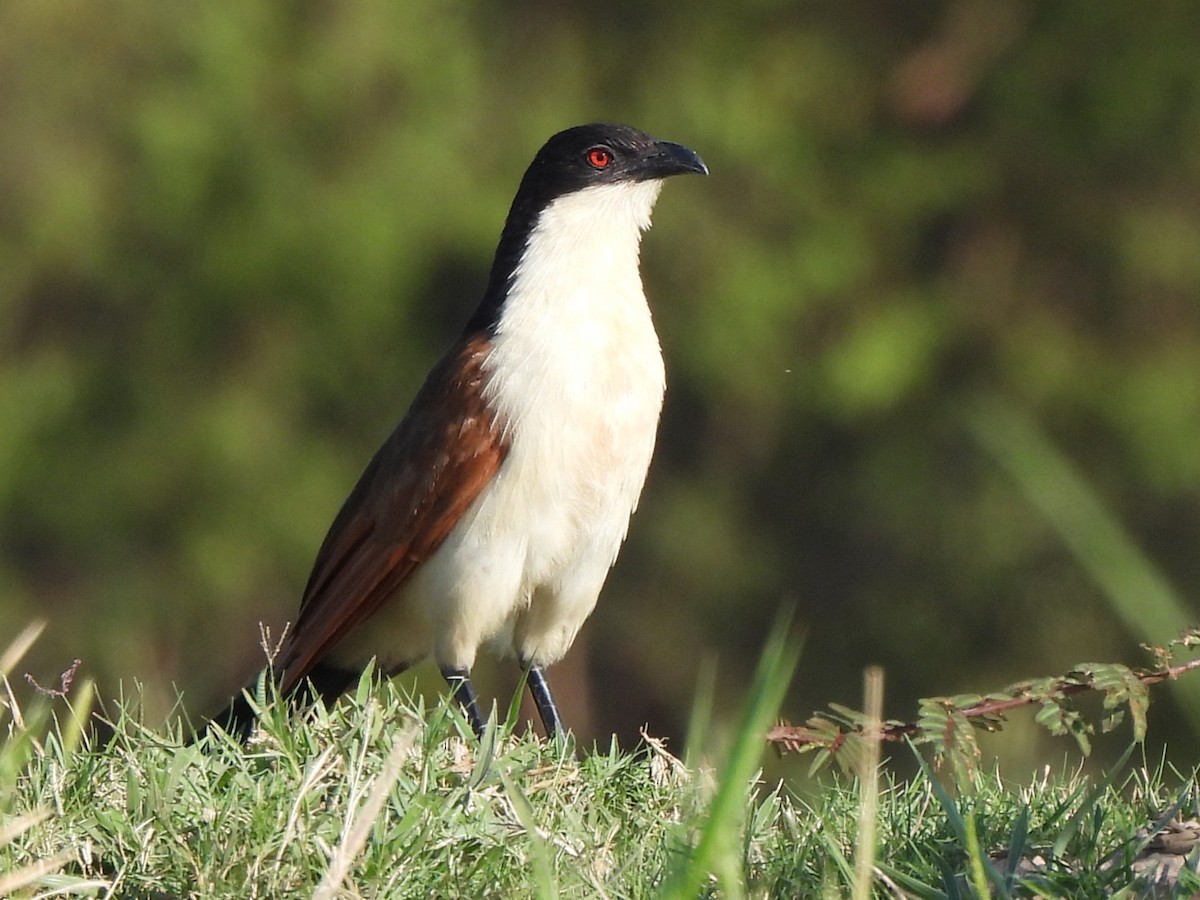 Coppery-tailed Coucal - ML618011703