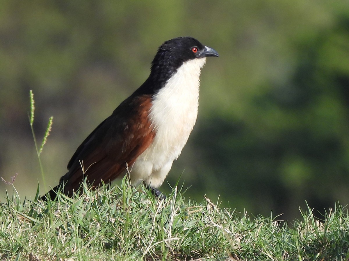 Coppery-tailed Coucal - ML618011704
