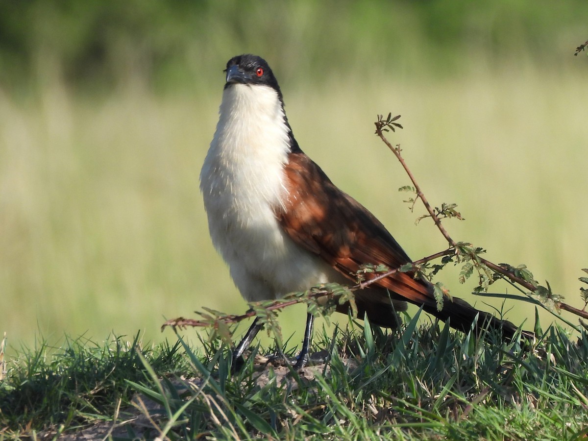 Coppery-tailed Coucal - ML618011705