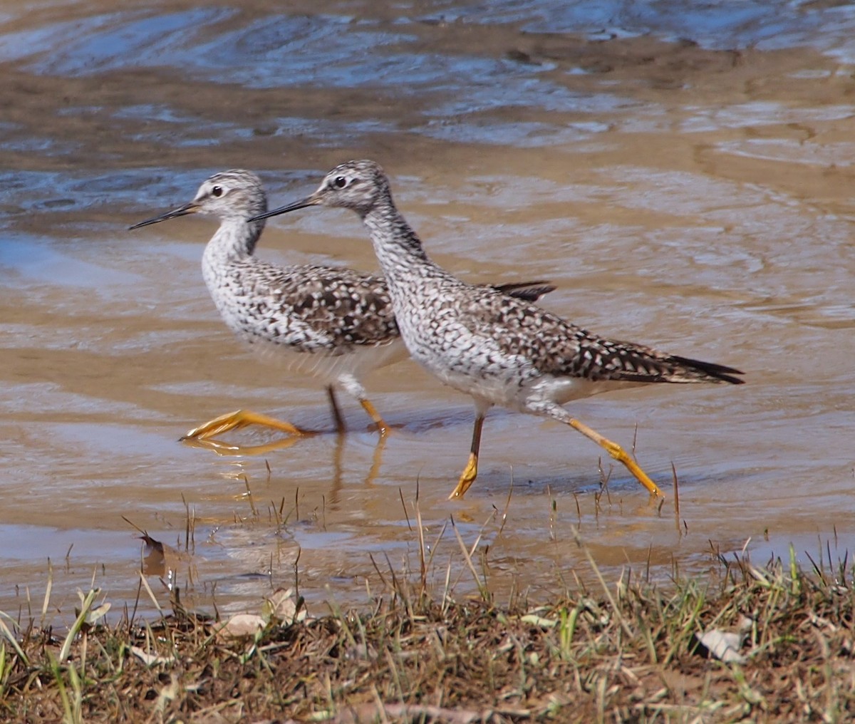 Lesser Yellowlegs - John Forcey