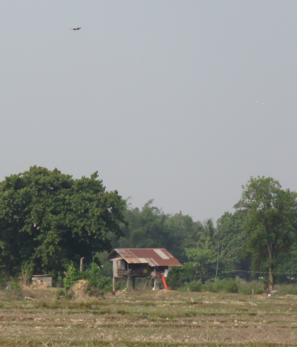 Pied Cuckoo - ML618011736