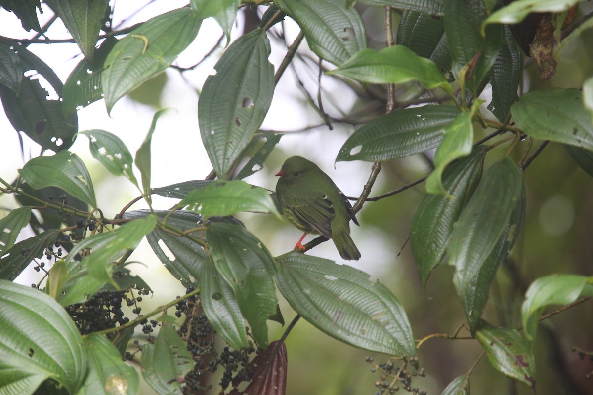 Green-and-black Fruiteater (Green-and-black) - ML618011750