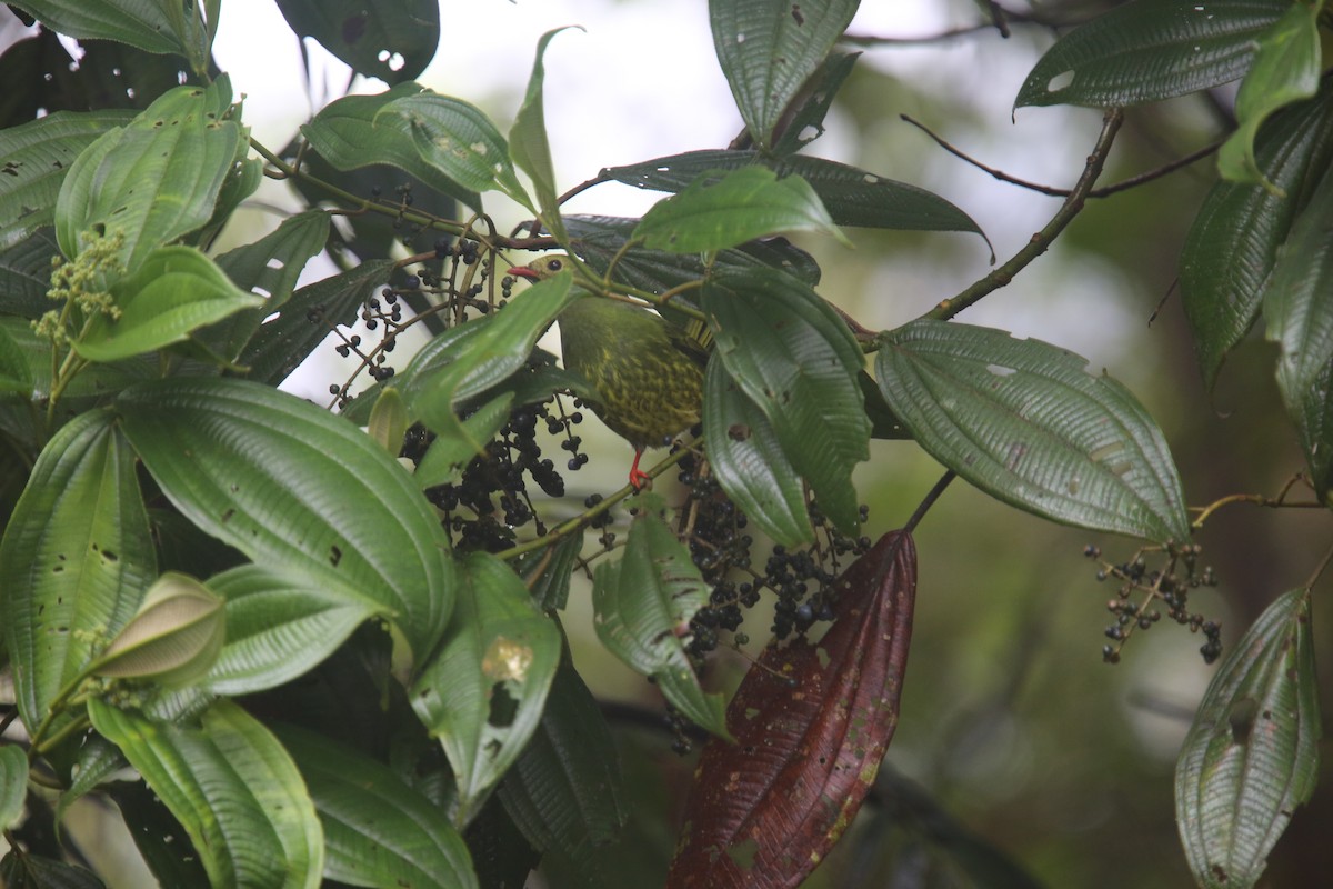 Green-and-black Fruiteater (Green-and-black) - Desmond Allen