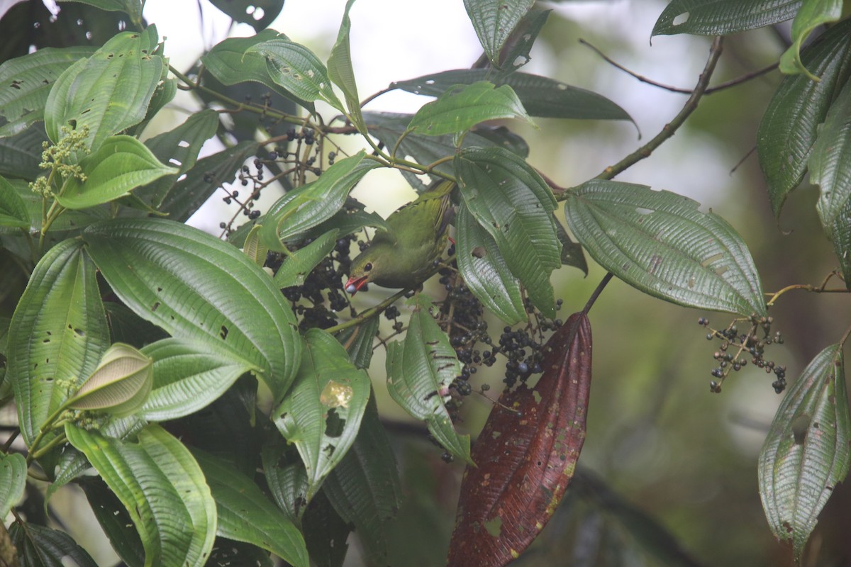 Green-and-black Fruiteater (Green-and-black) - ML618011770