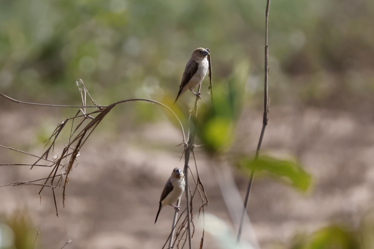 Capuchino Picoplata Africano - ML618011774